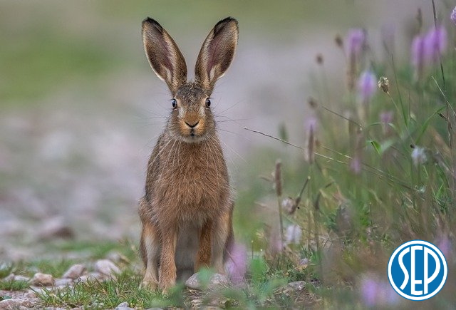 hare 6063733 640